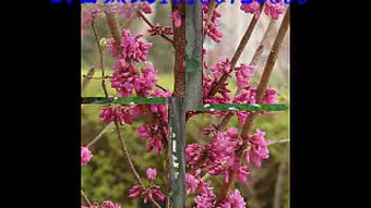 櫻花之美與園林綠化 價(jià)格、產(chǎn)地與小苗選購(gòu)指南